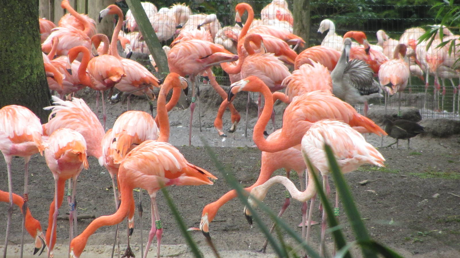 Flamingos