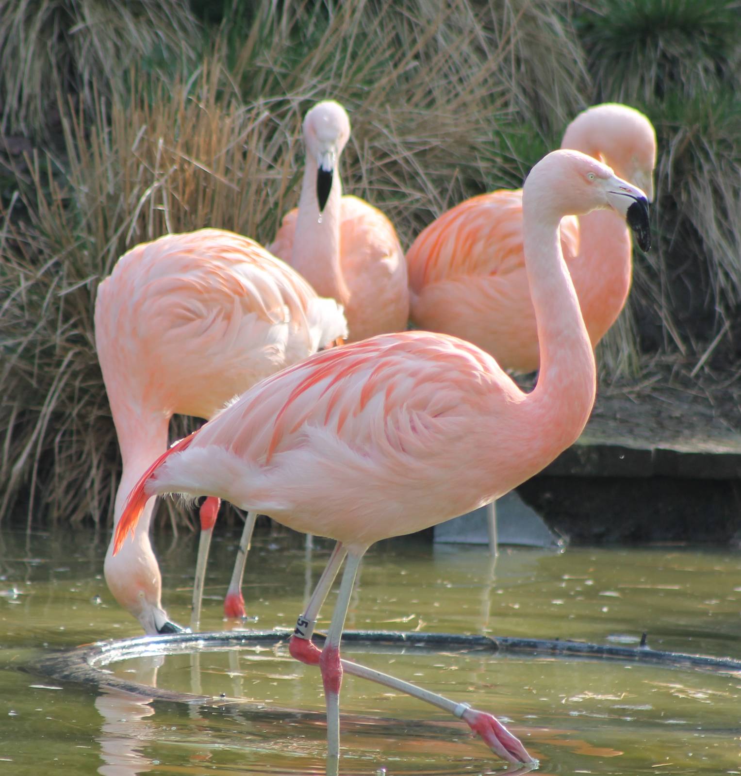 Flamingos