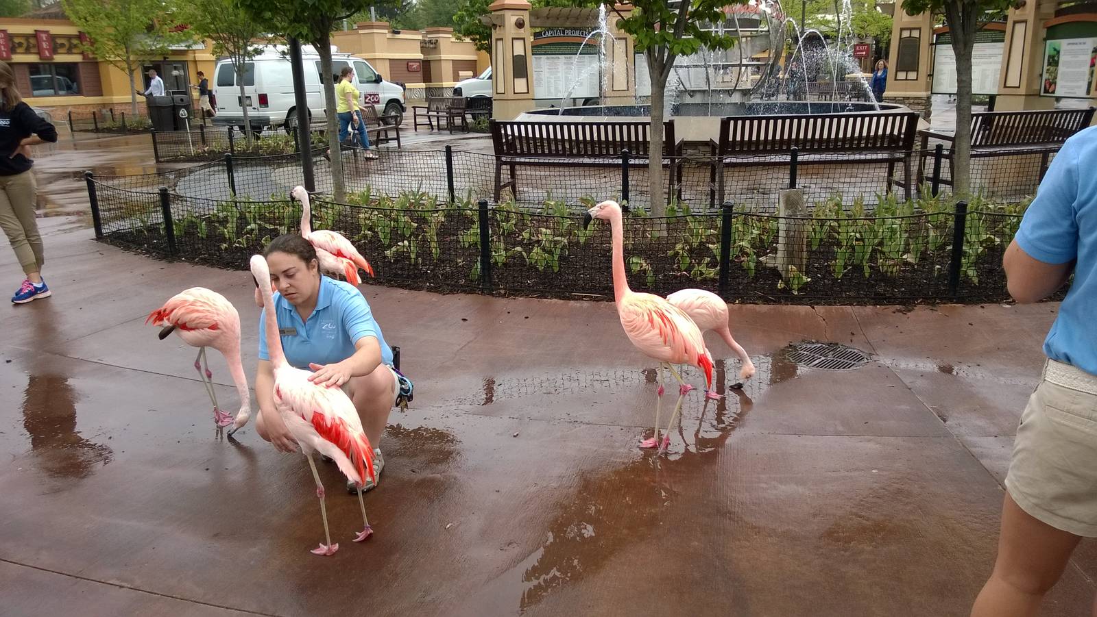 Flamingos