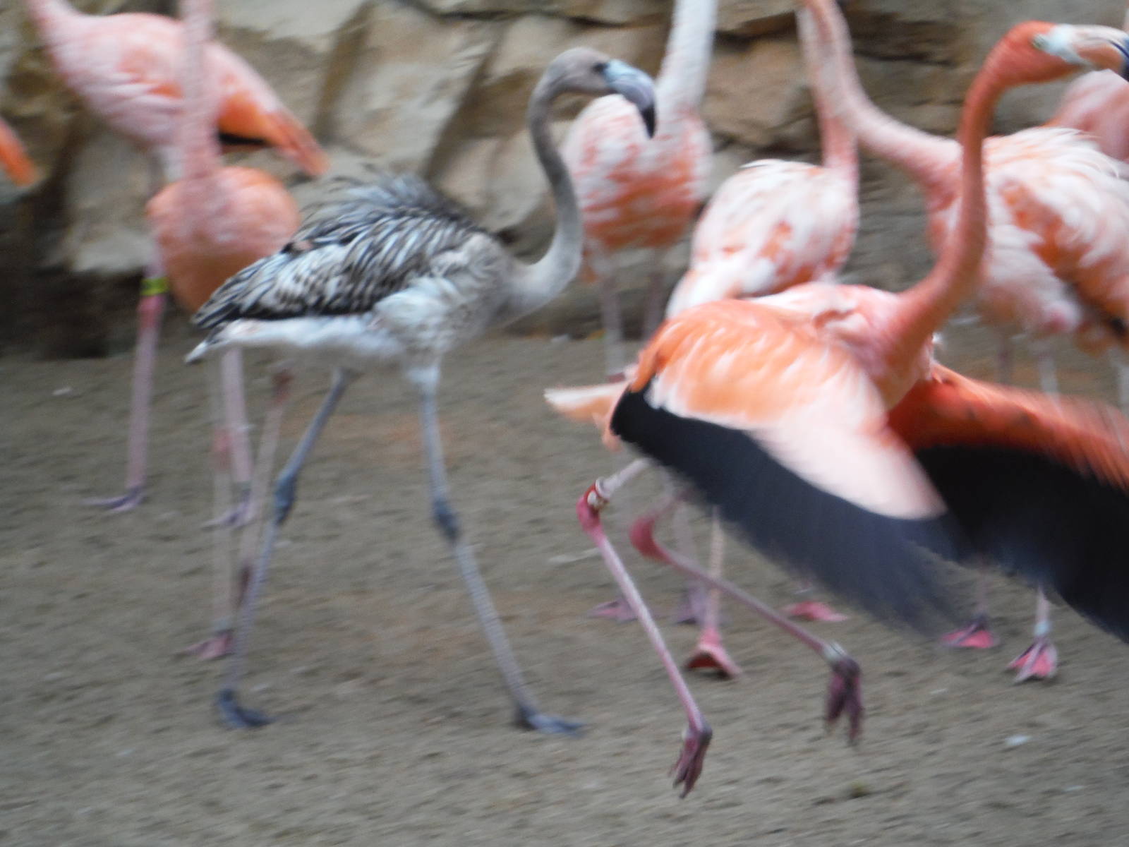 Flamingos