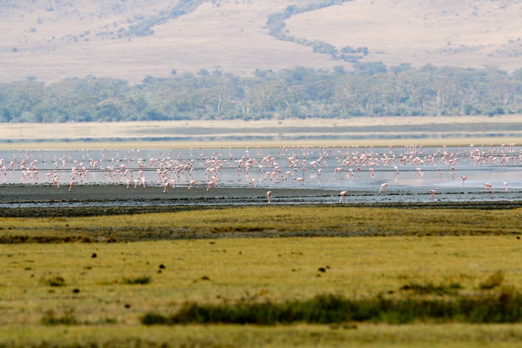 Flamingos