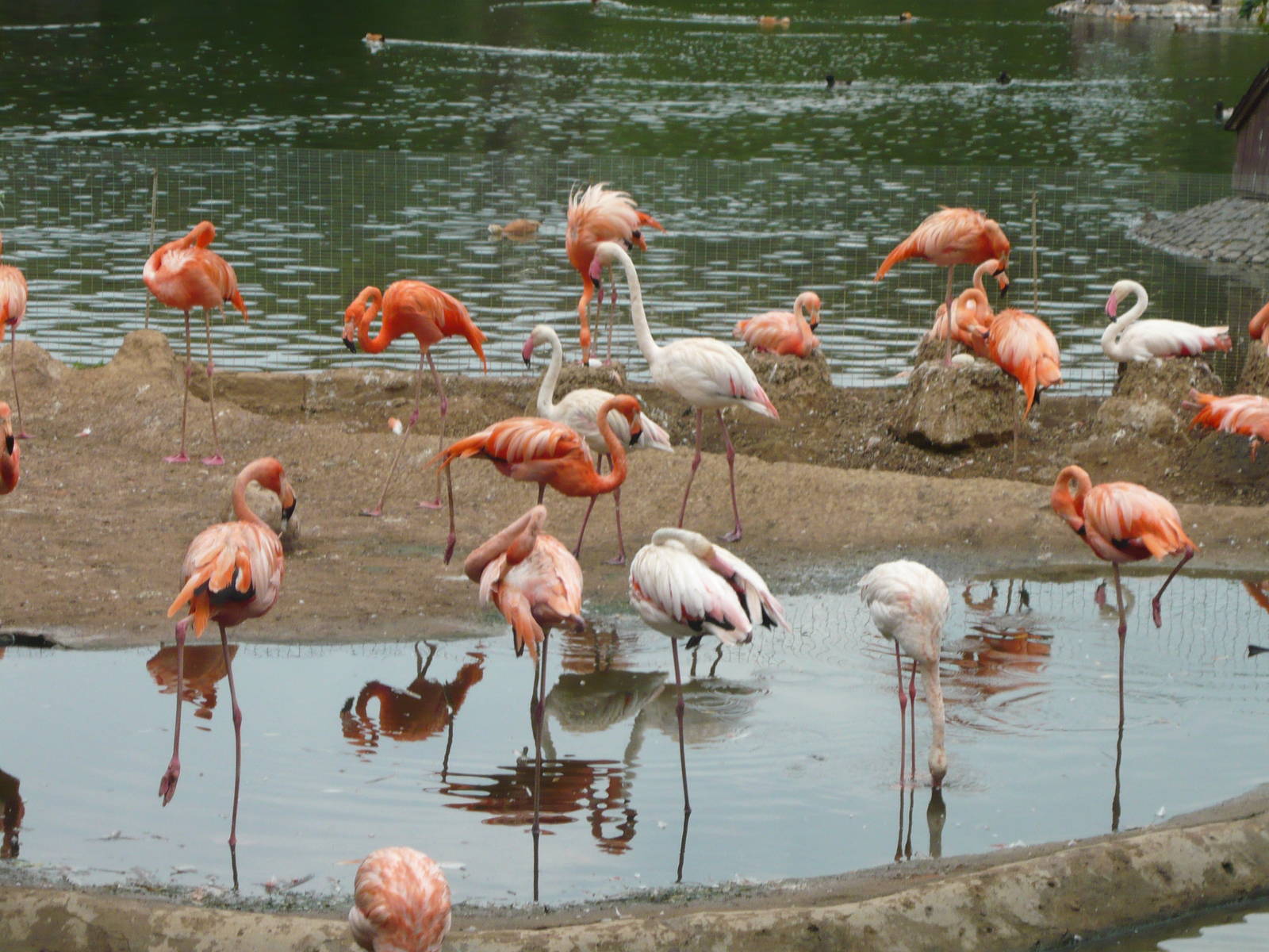Flamingos
