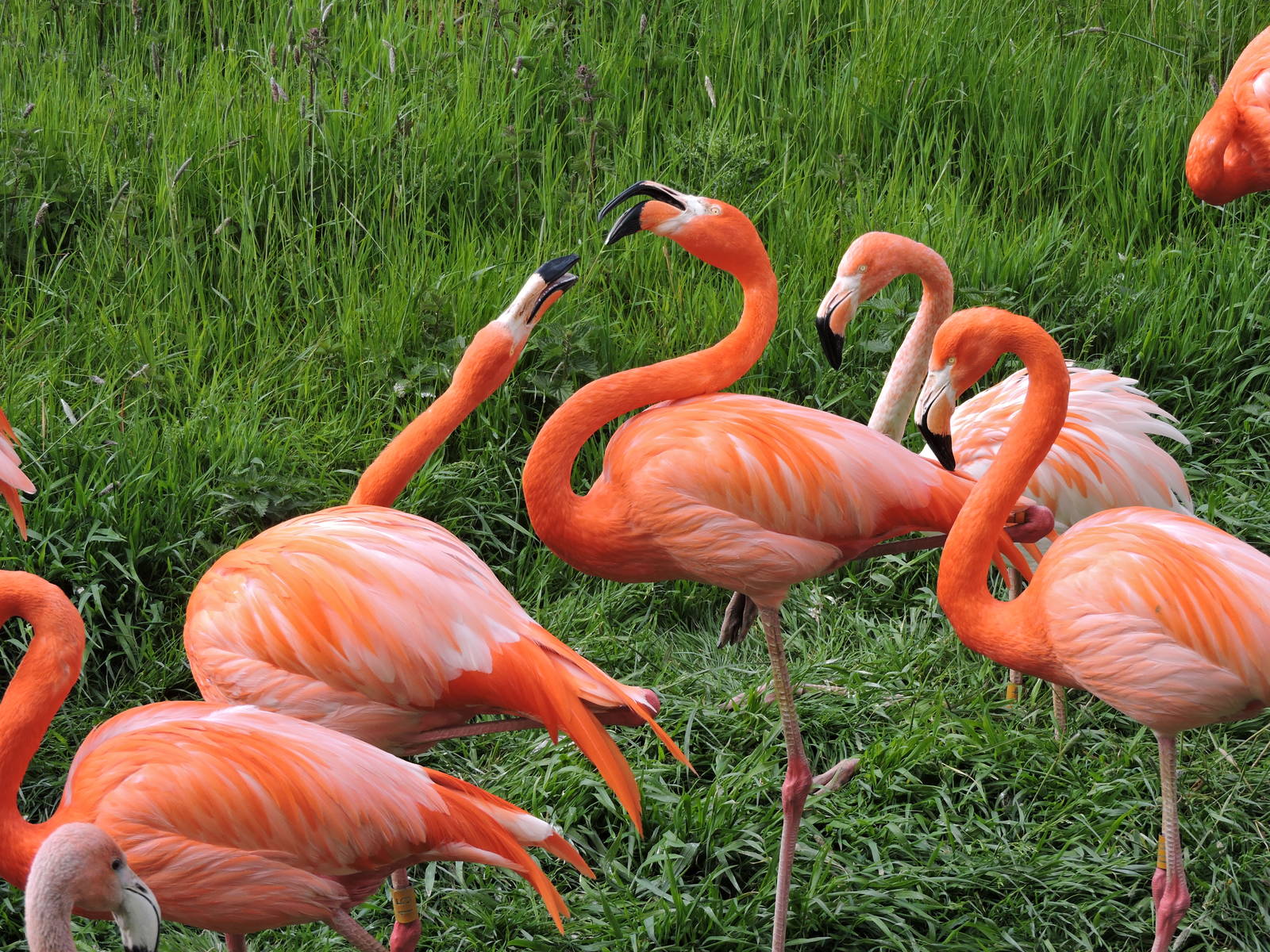 Flamingos