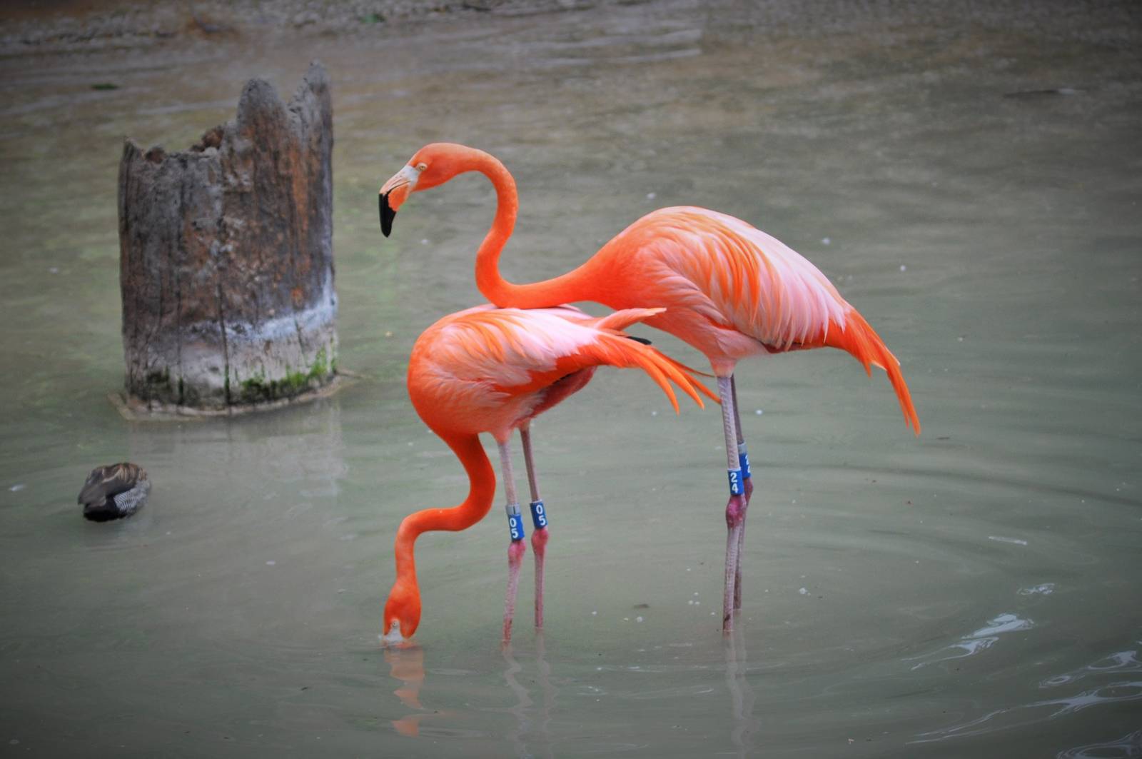 Flamingos