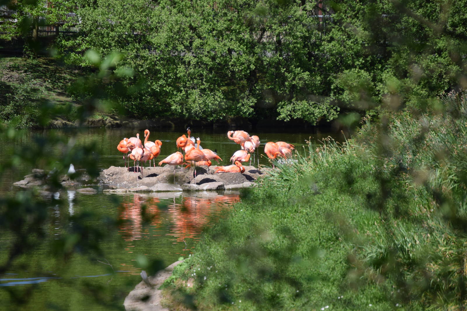 Flamingo's
