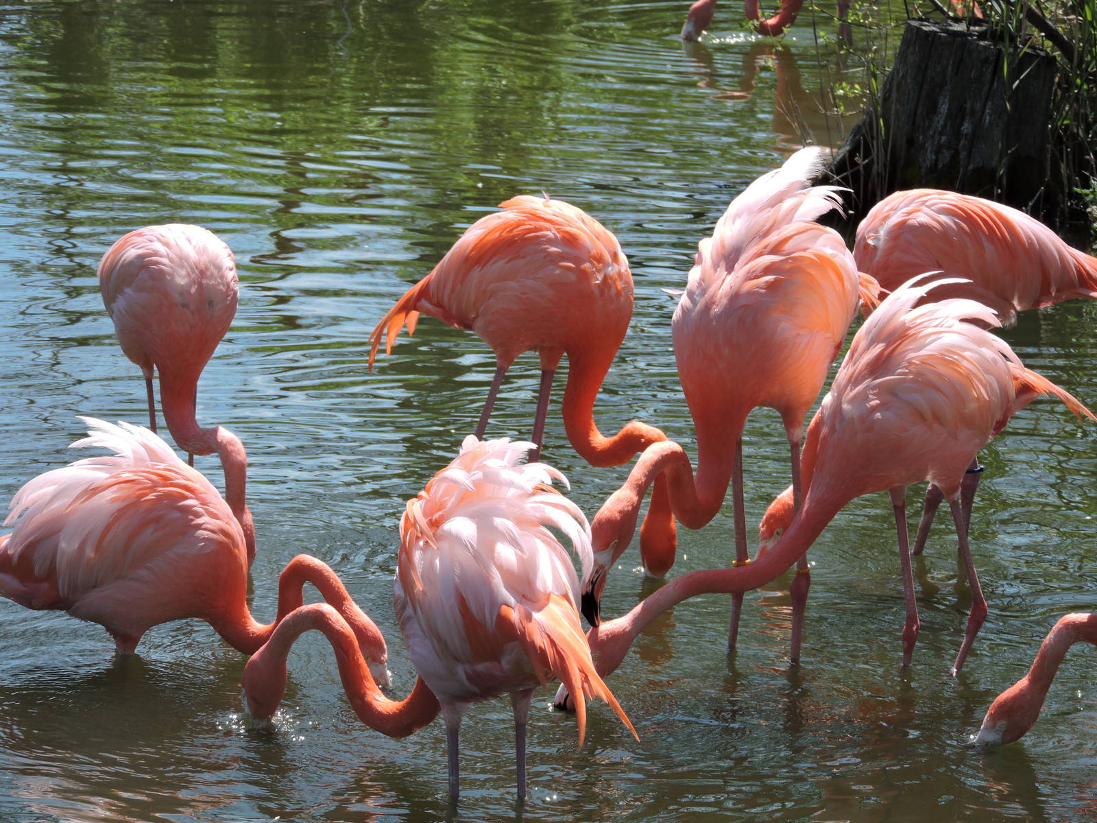 Flamingos