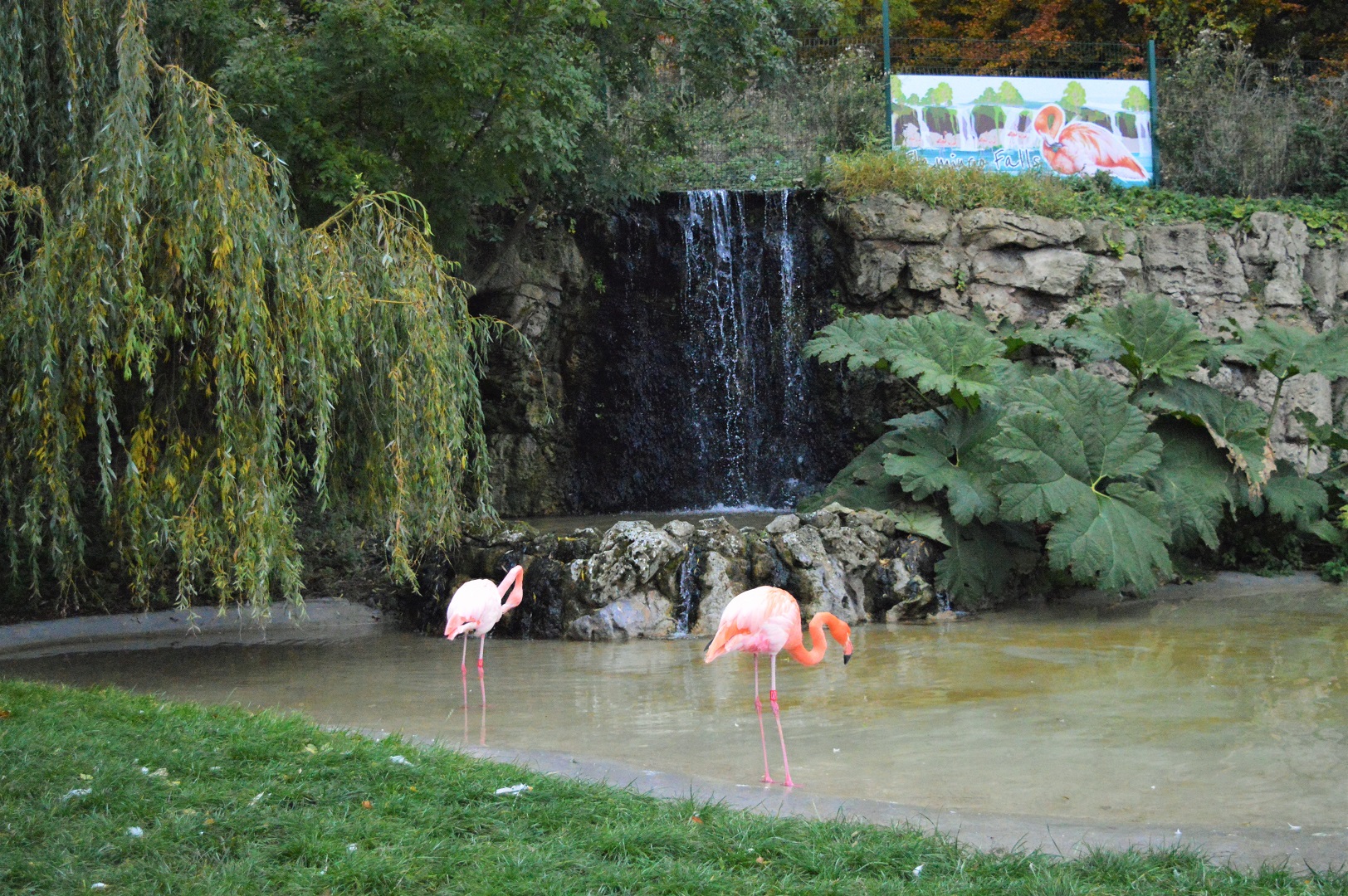 Flamingos