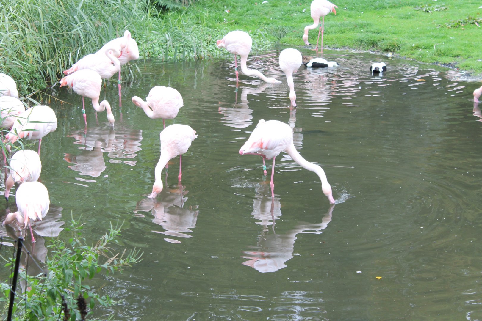 Flamingo's