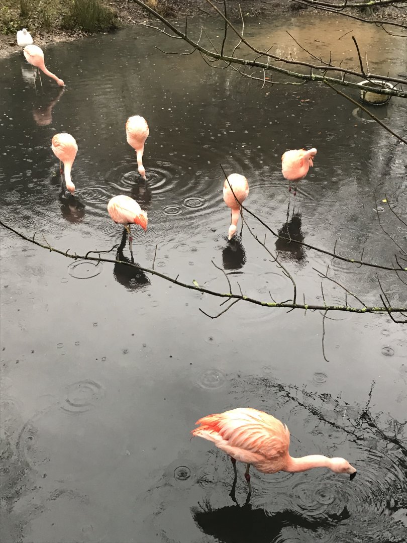 Flamingos