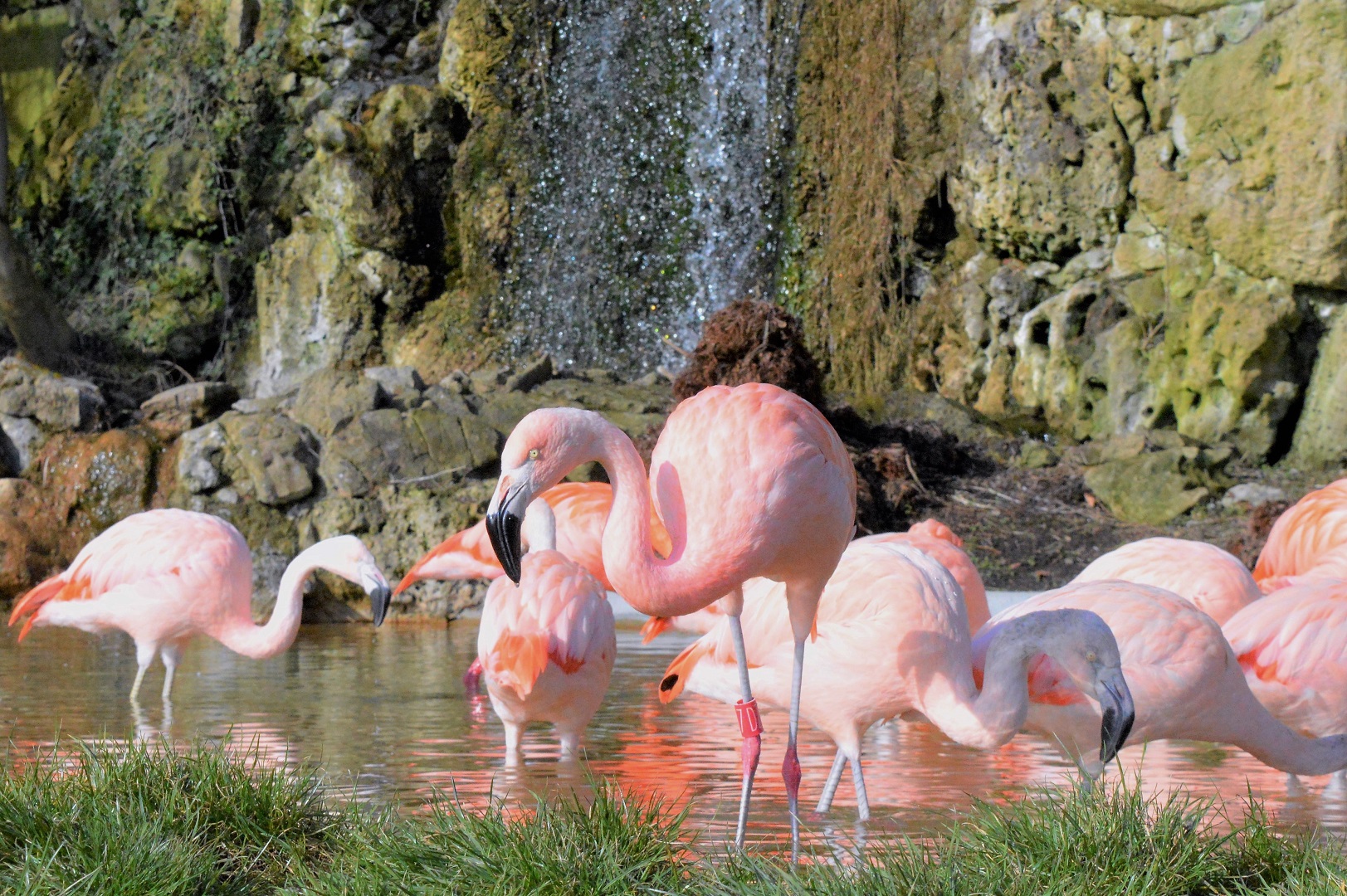 Flamingos