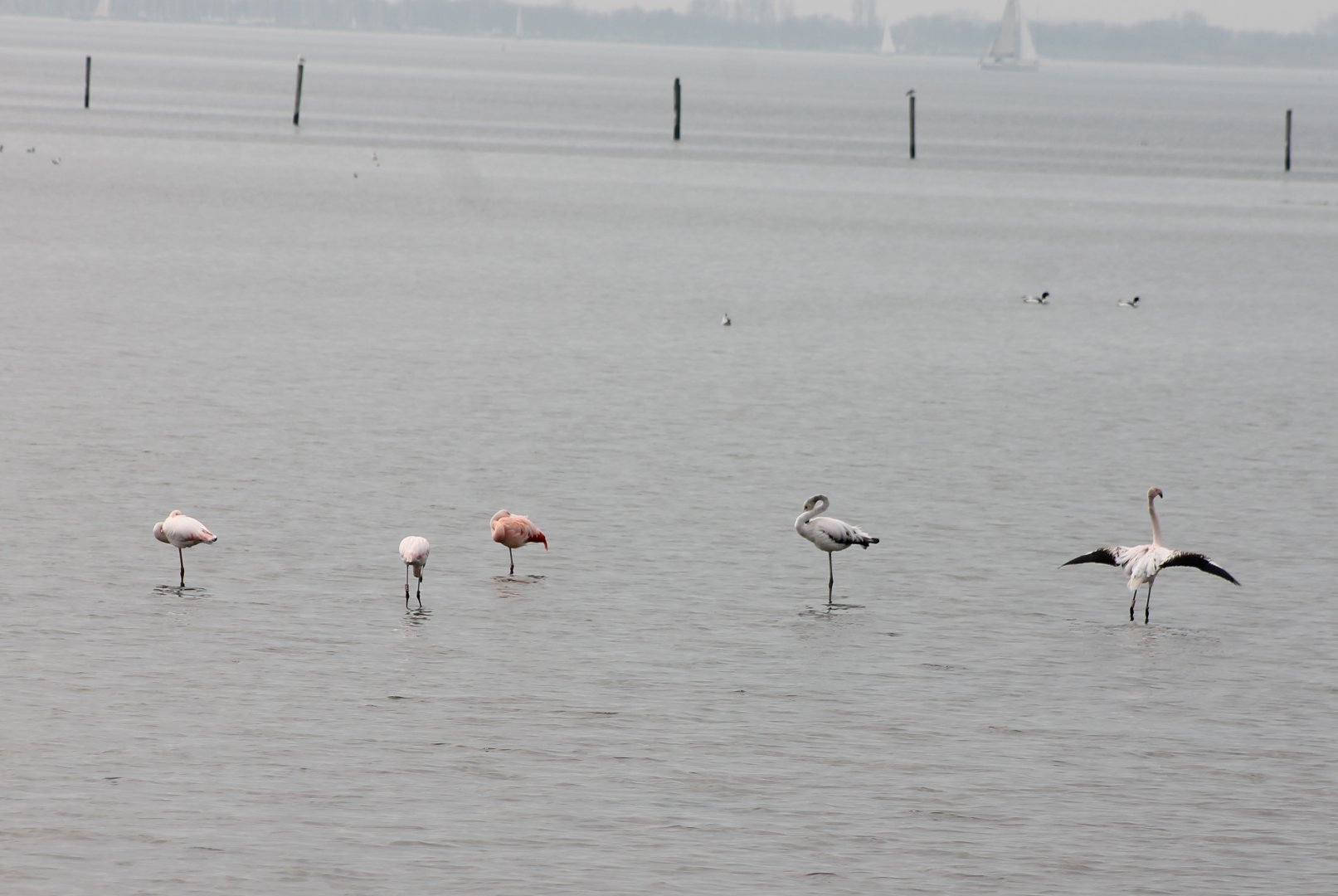 Flamingo's