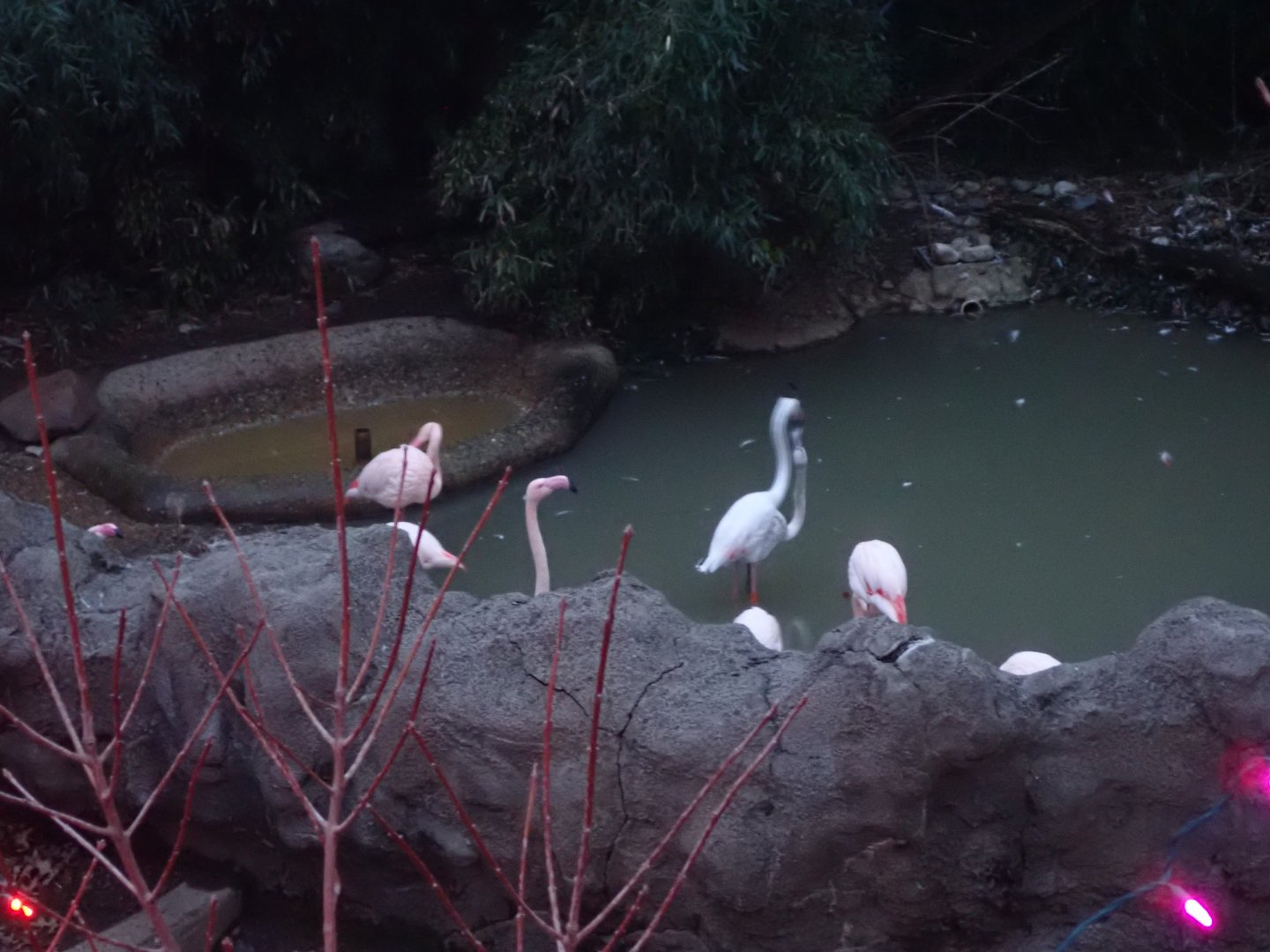Flamingos