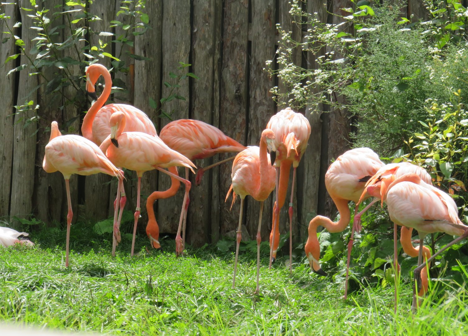 Flamingos