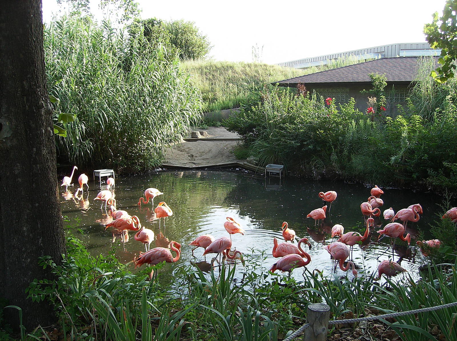 Flamingos