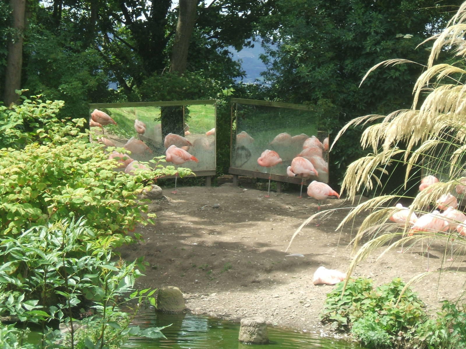 Flamingos