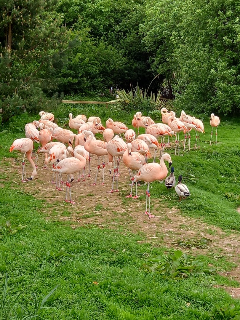 Flamingos