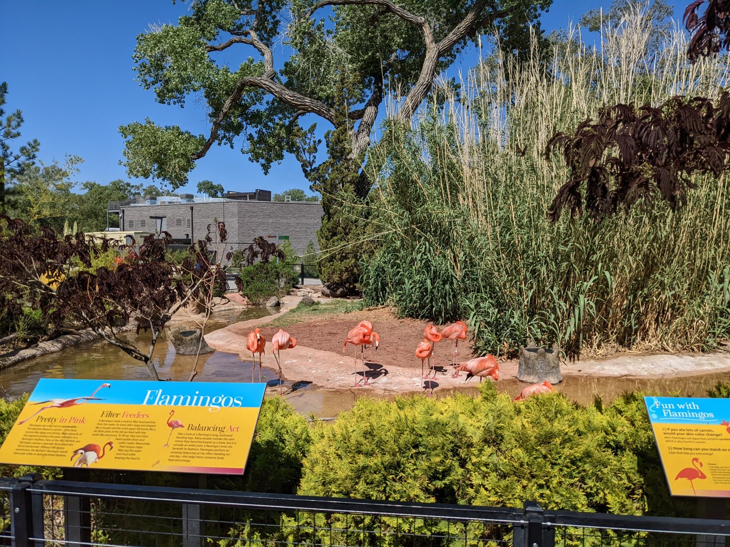Flamingos
