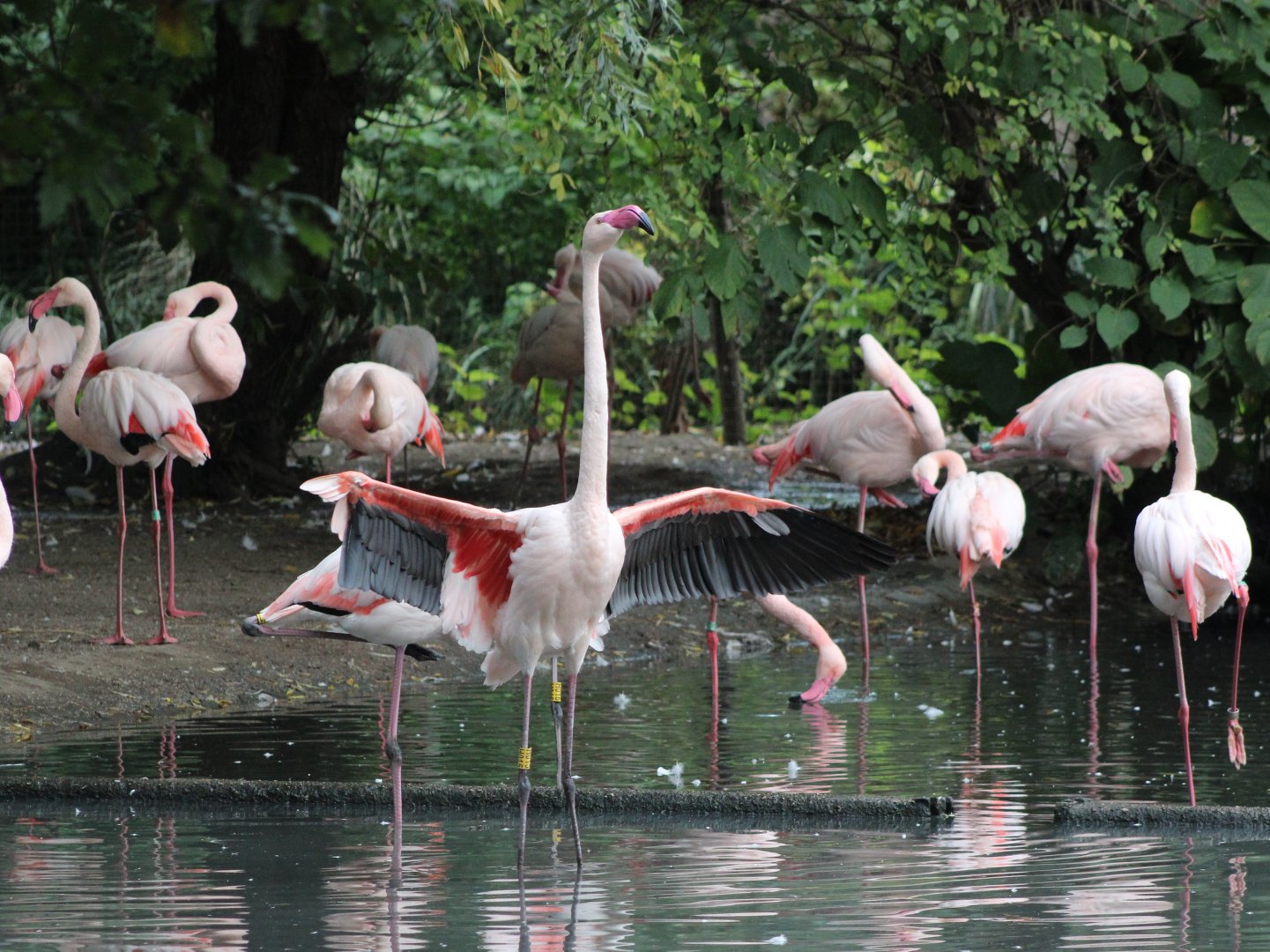 Flamingo's
