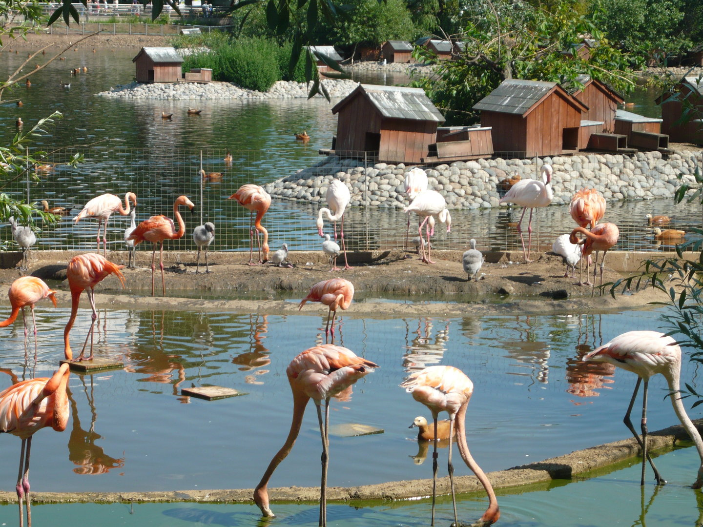 Flamingos