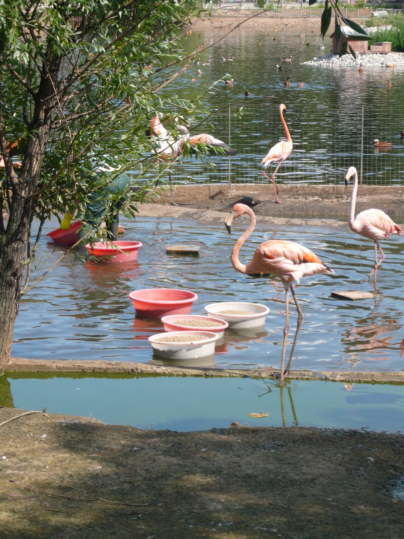 Flamingos