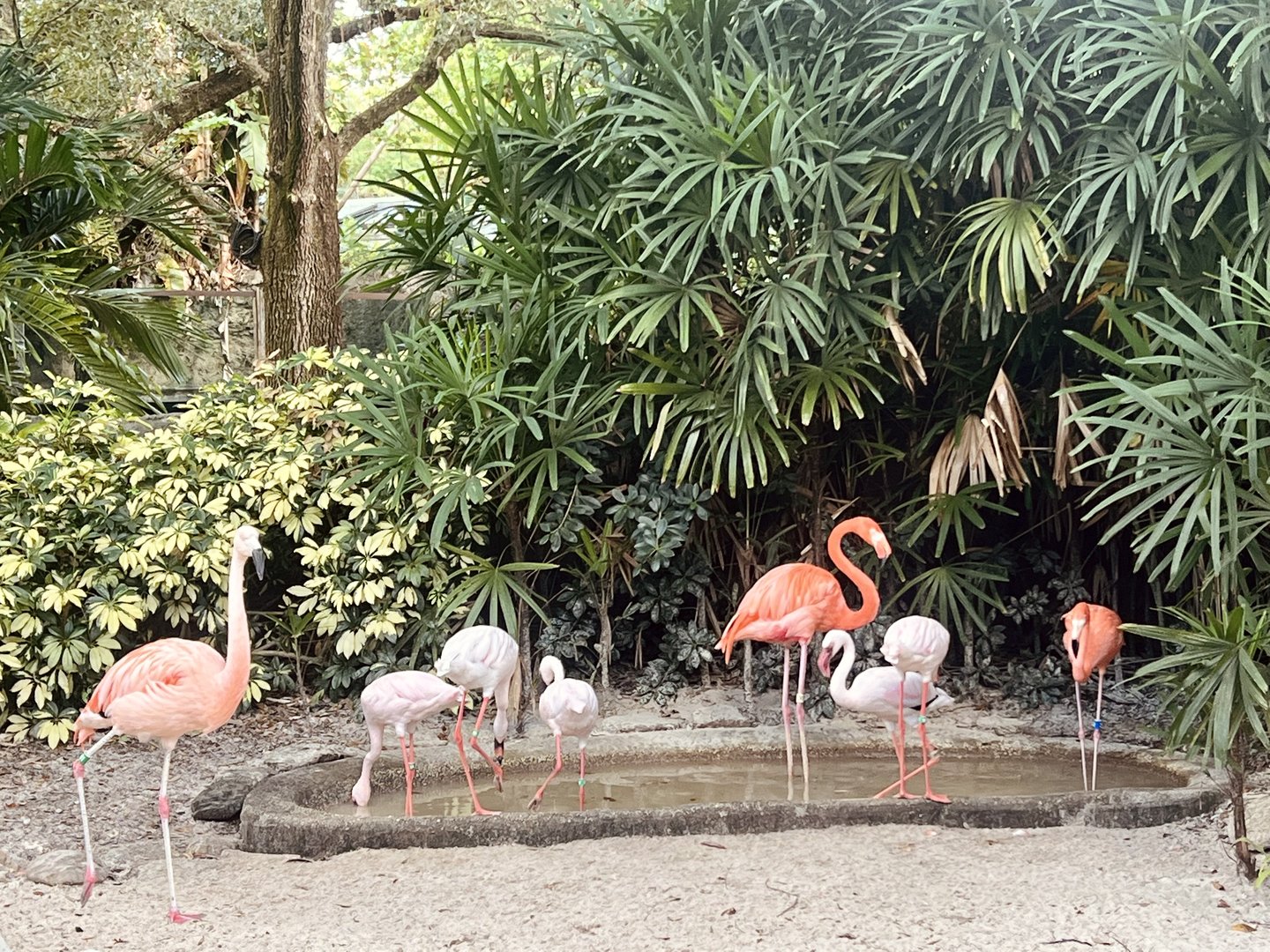 Flamingos