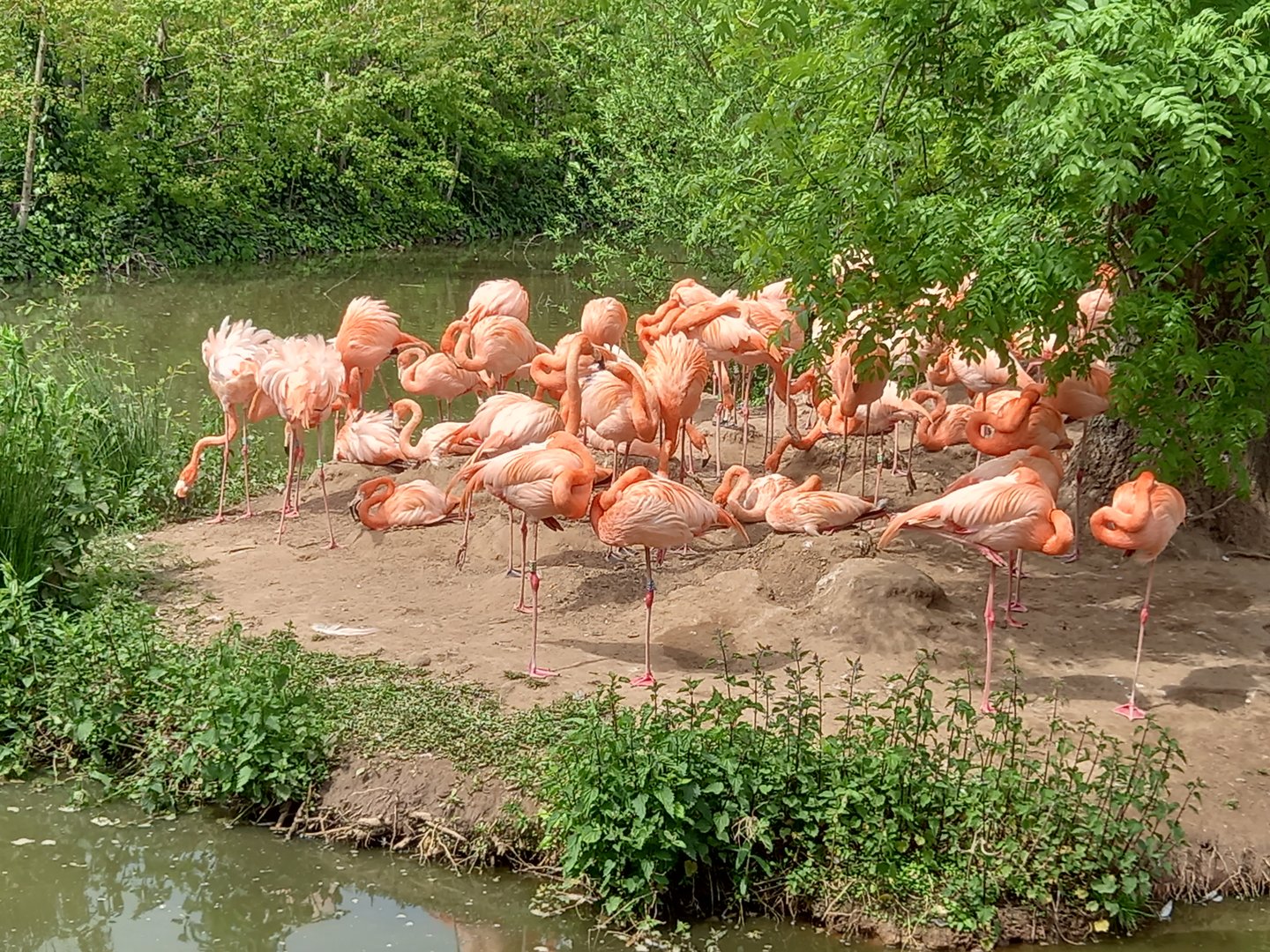 Flamingos