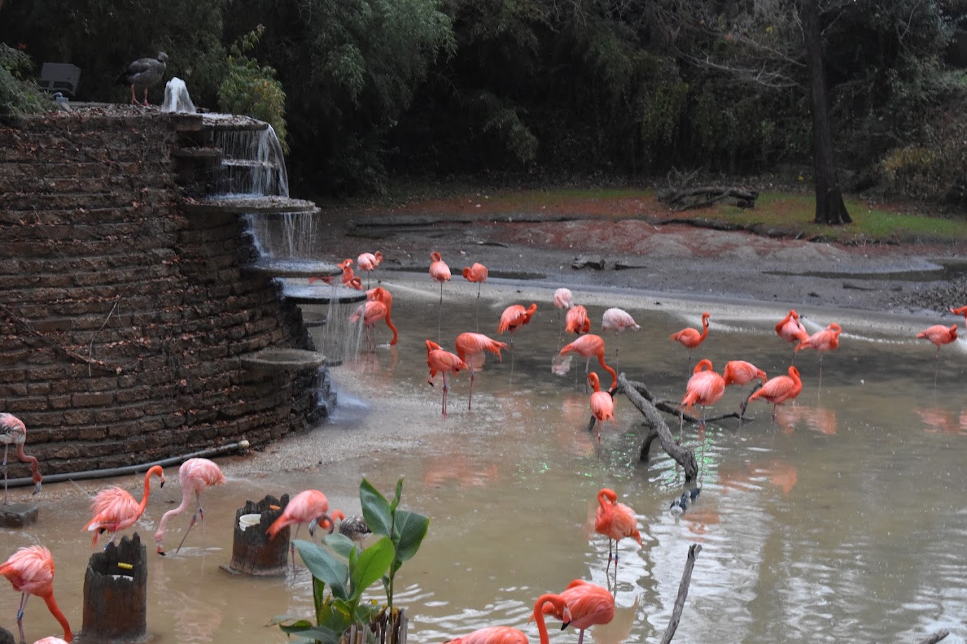 Flamingos