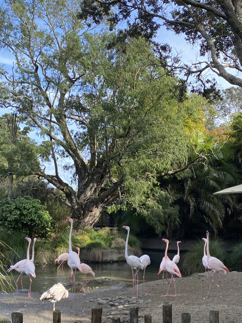 Flamingos