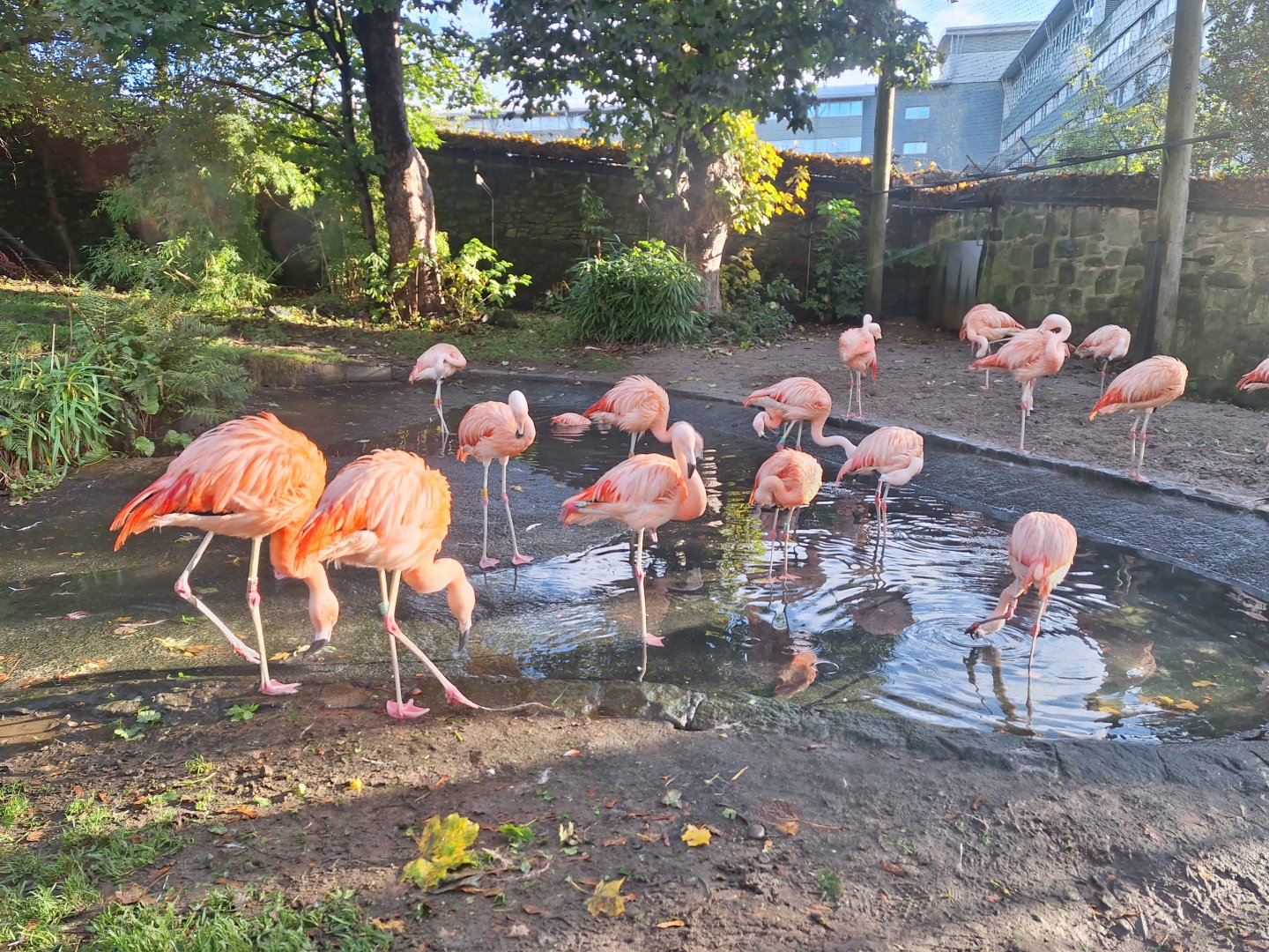 Flamingos