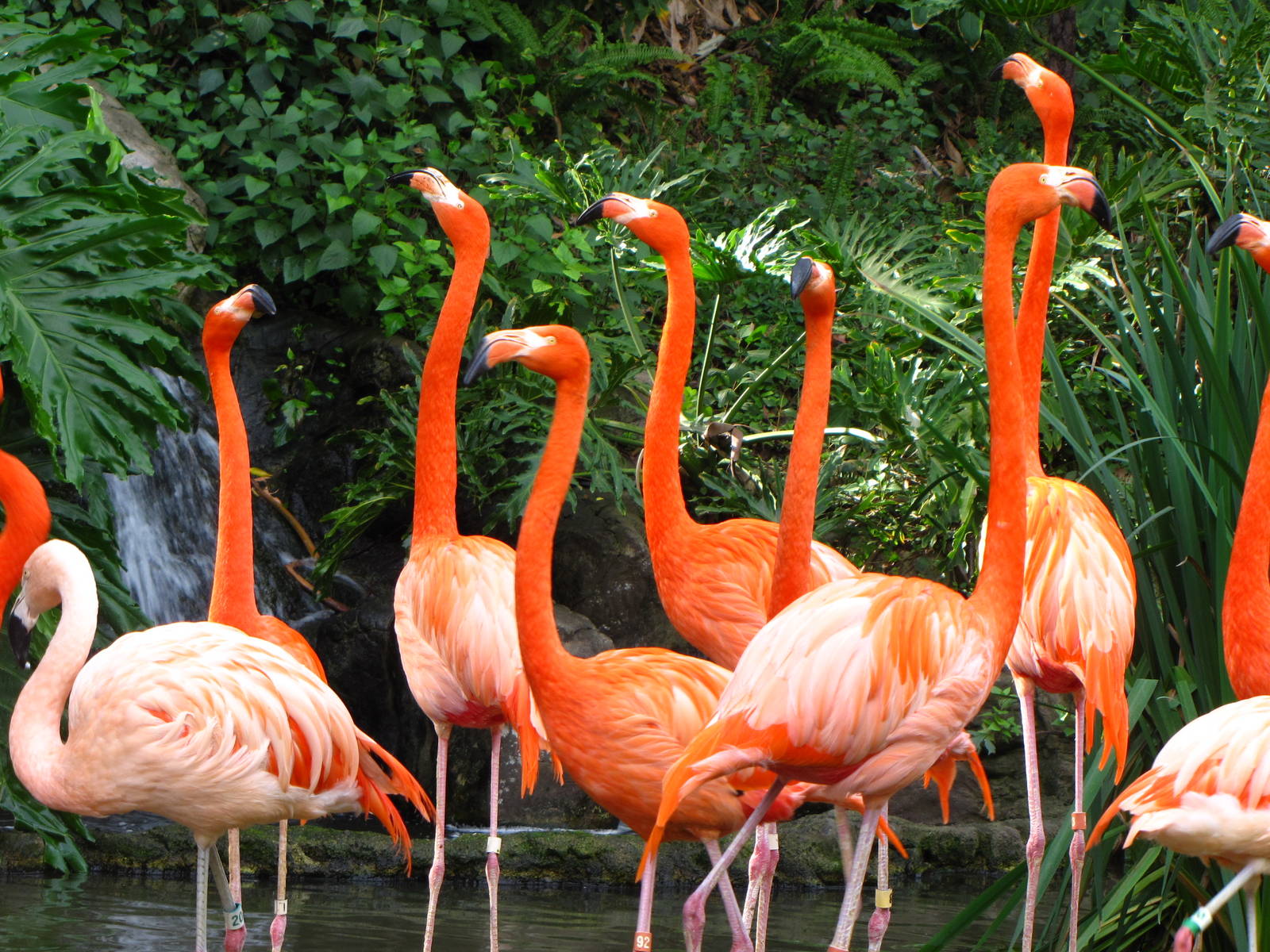 Flamingos