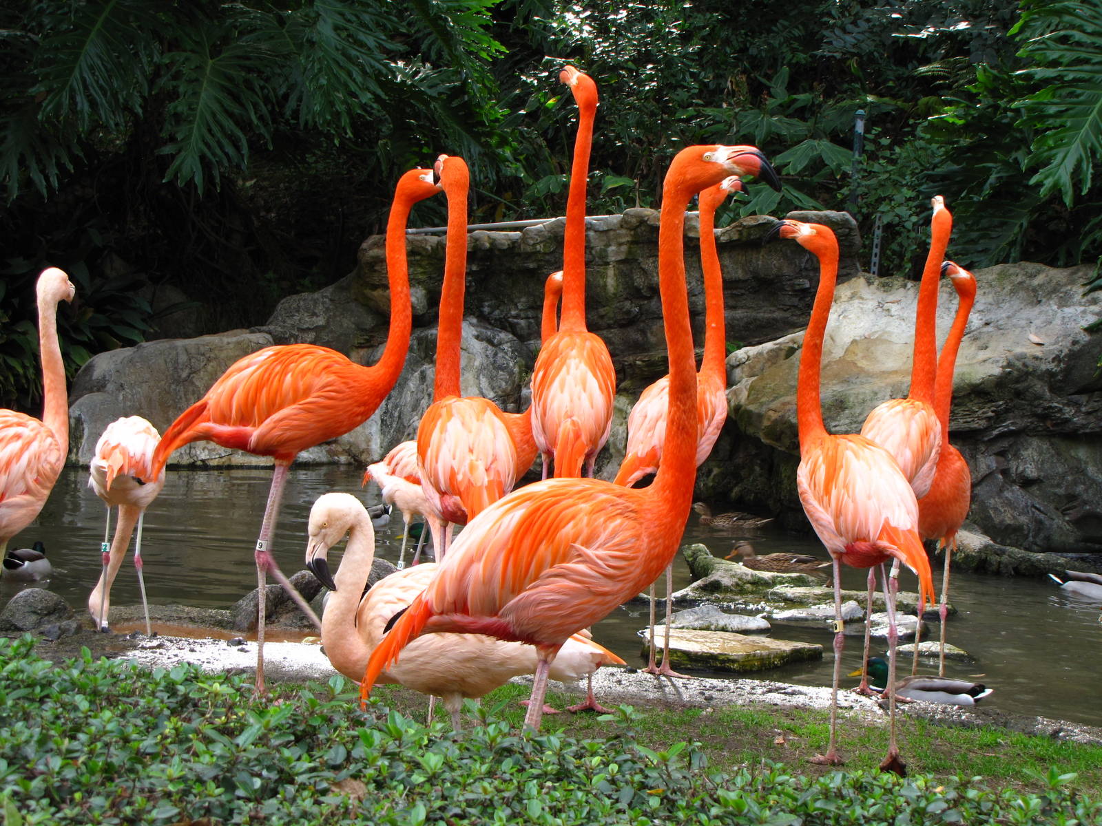Flamingos