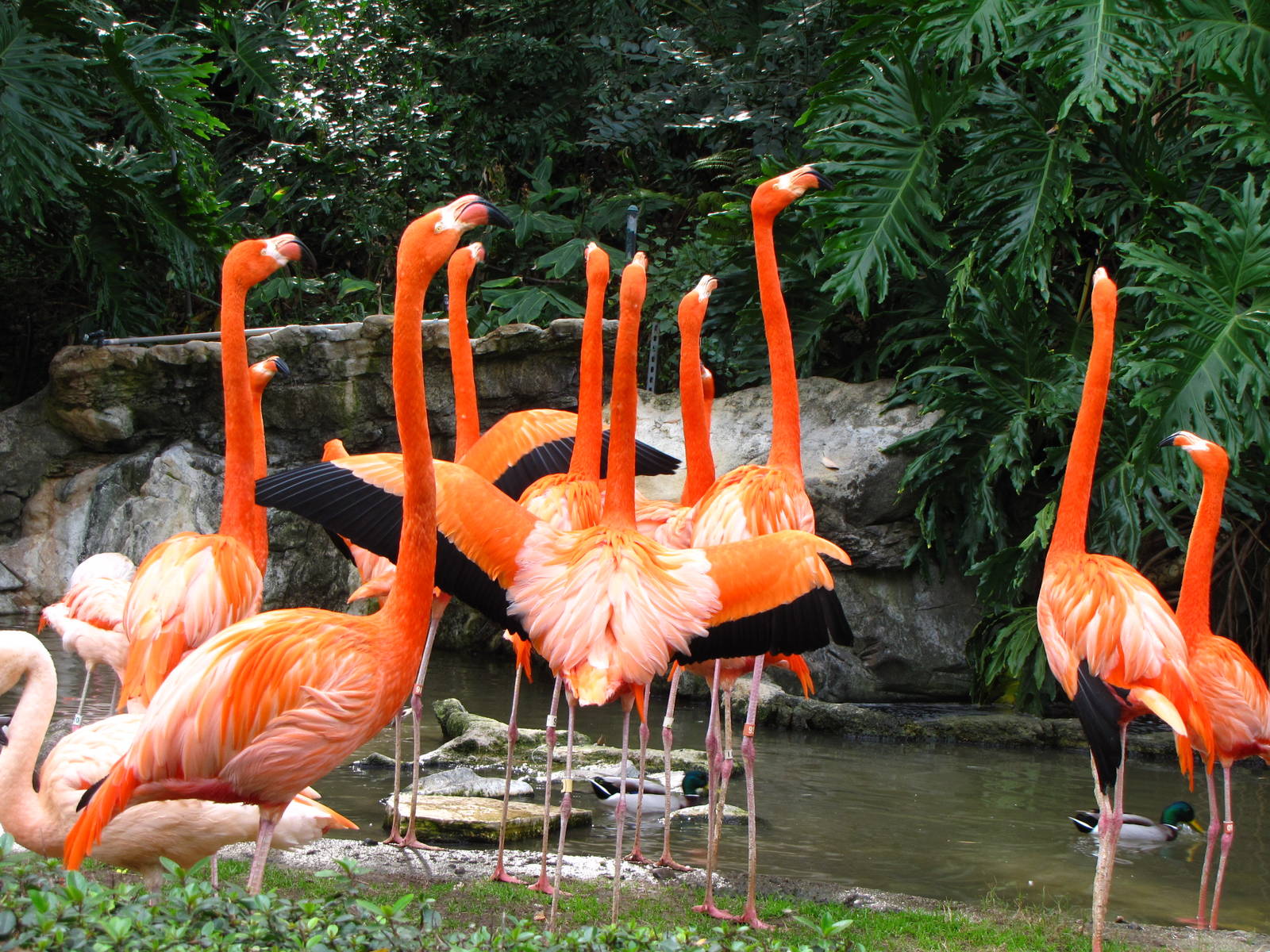 Flamingos