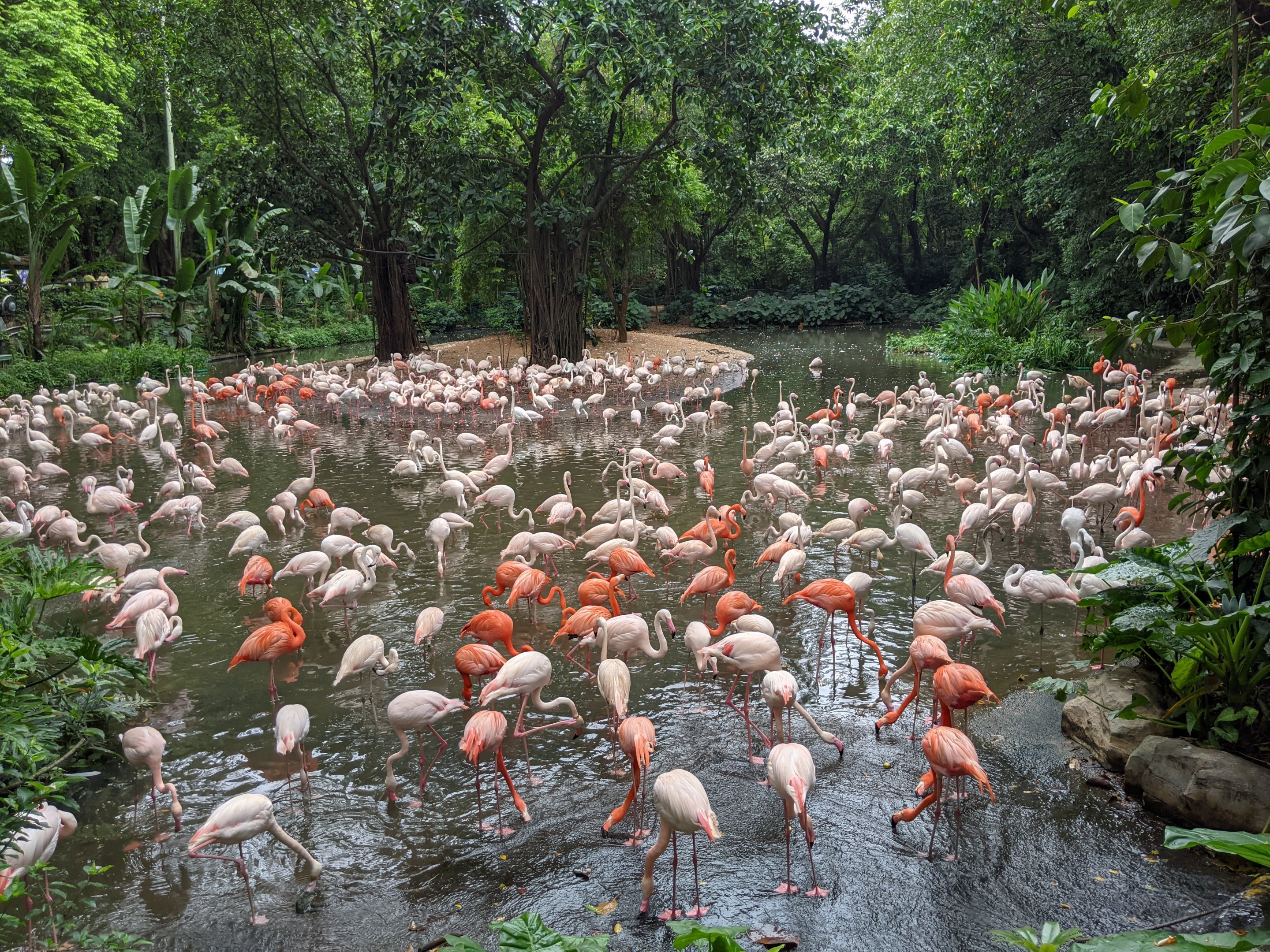 Flamingos
