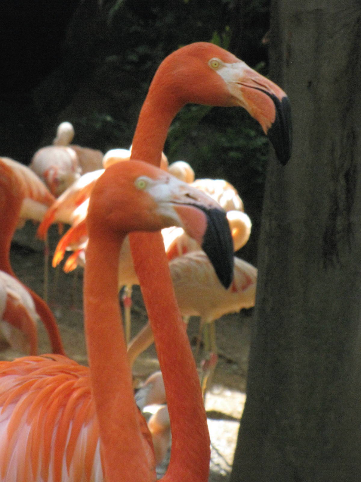 Flamingos