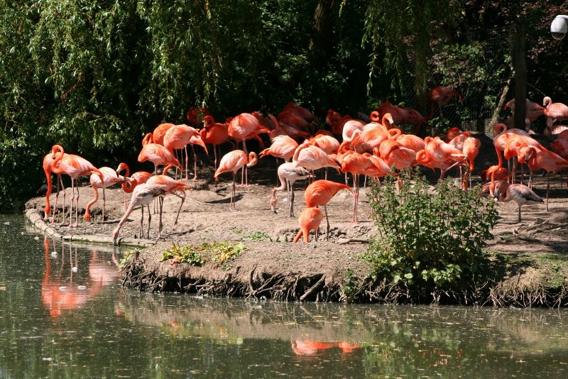 Flamingos