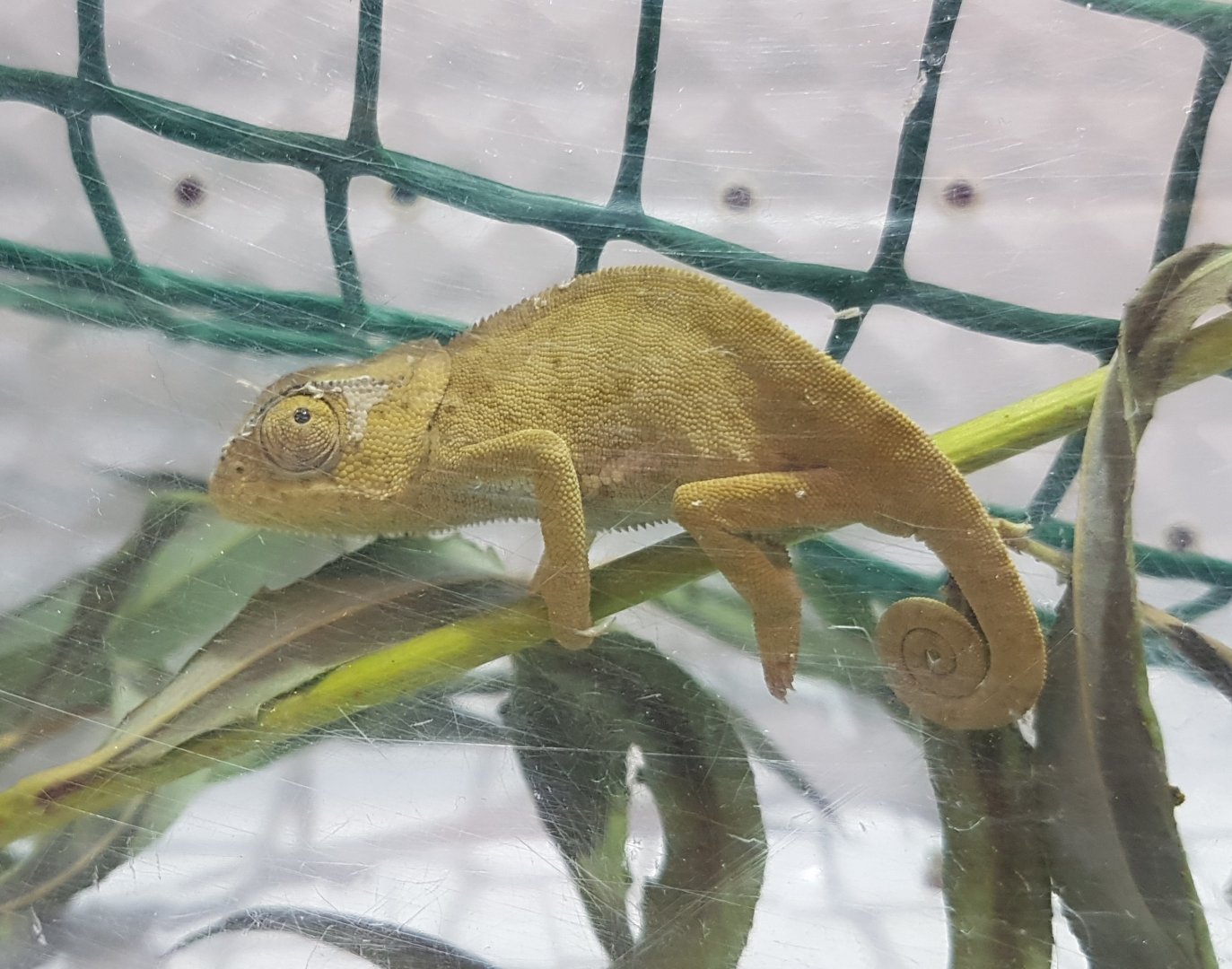 Flap-necked chameleon - Chamaeleo dilepis