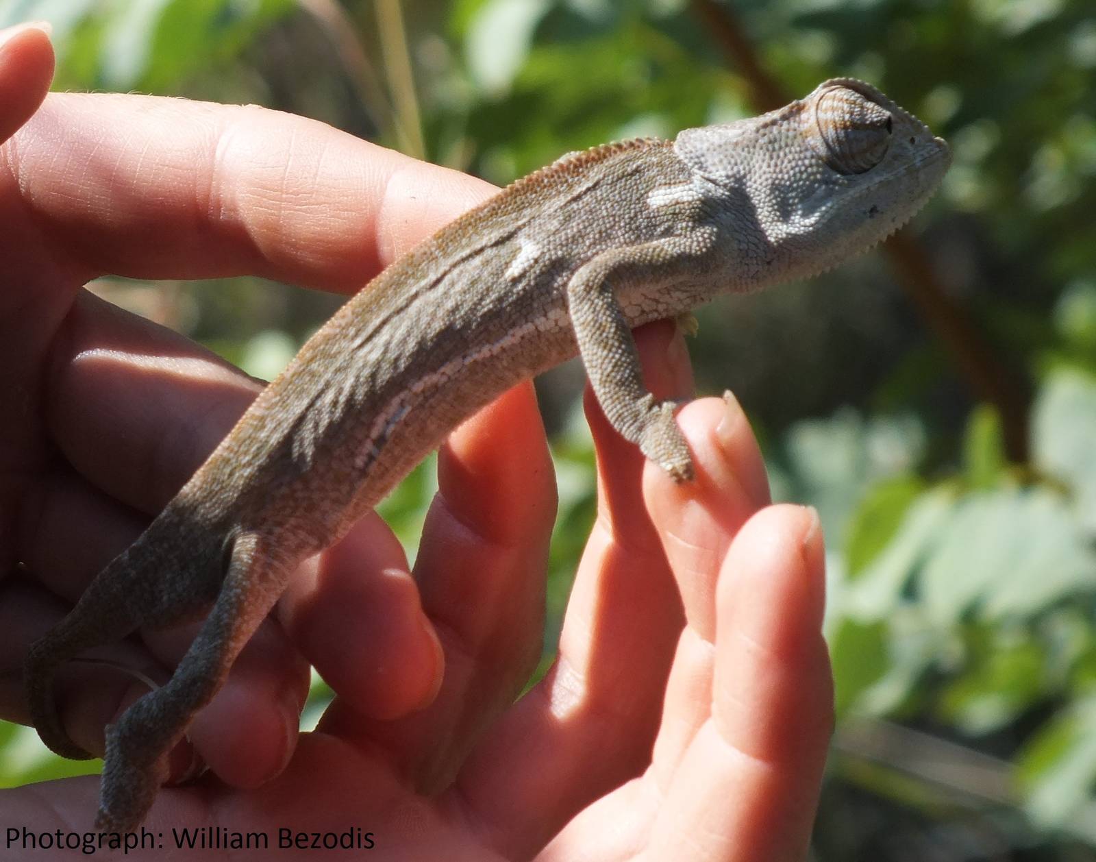 Flap-necked Chameleon