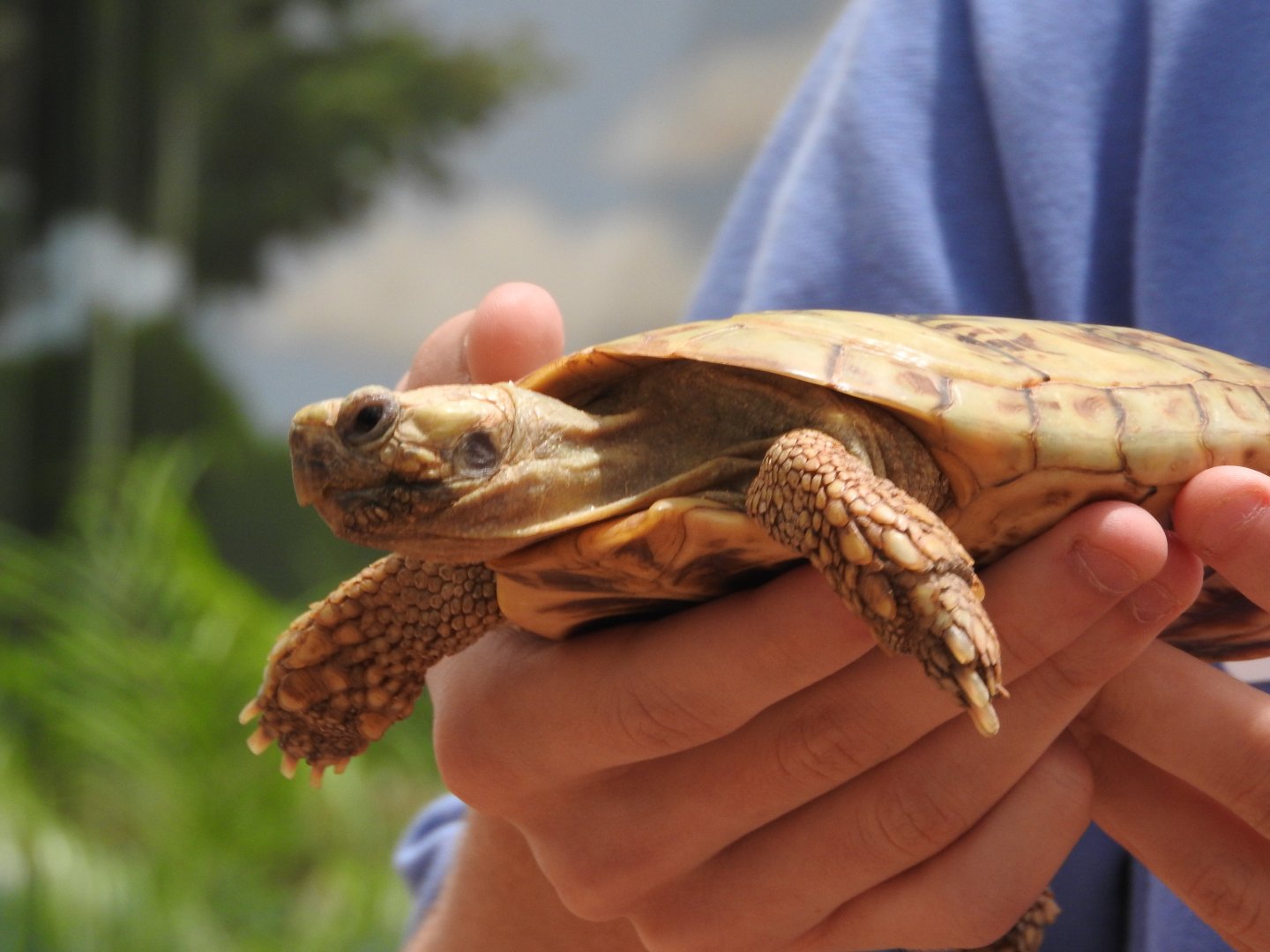 "Flapjack", Pancake Tortoise