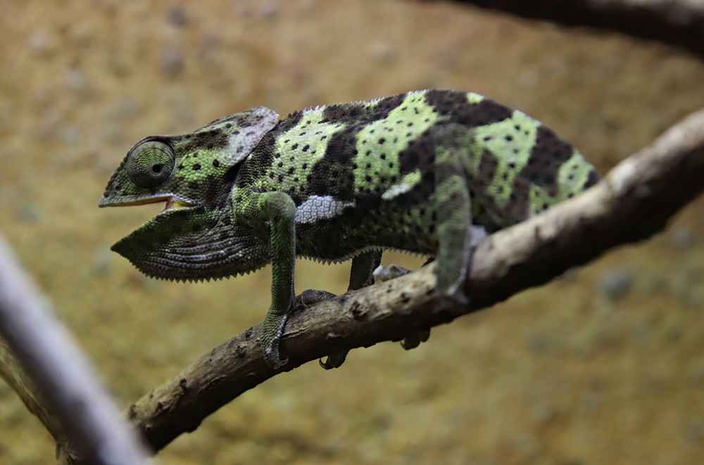 Flapneck chameleon (Chamaeleo dilepis)