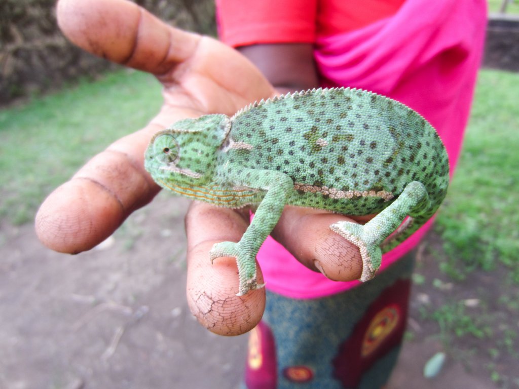 Flapnecked Chameleon