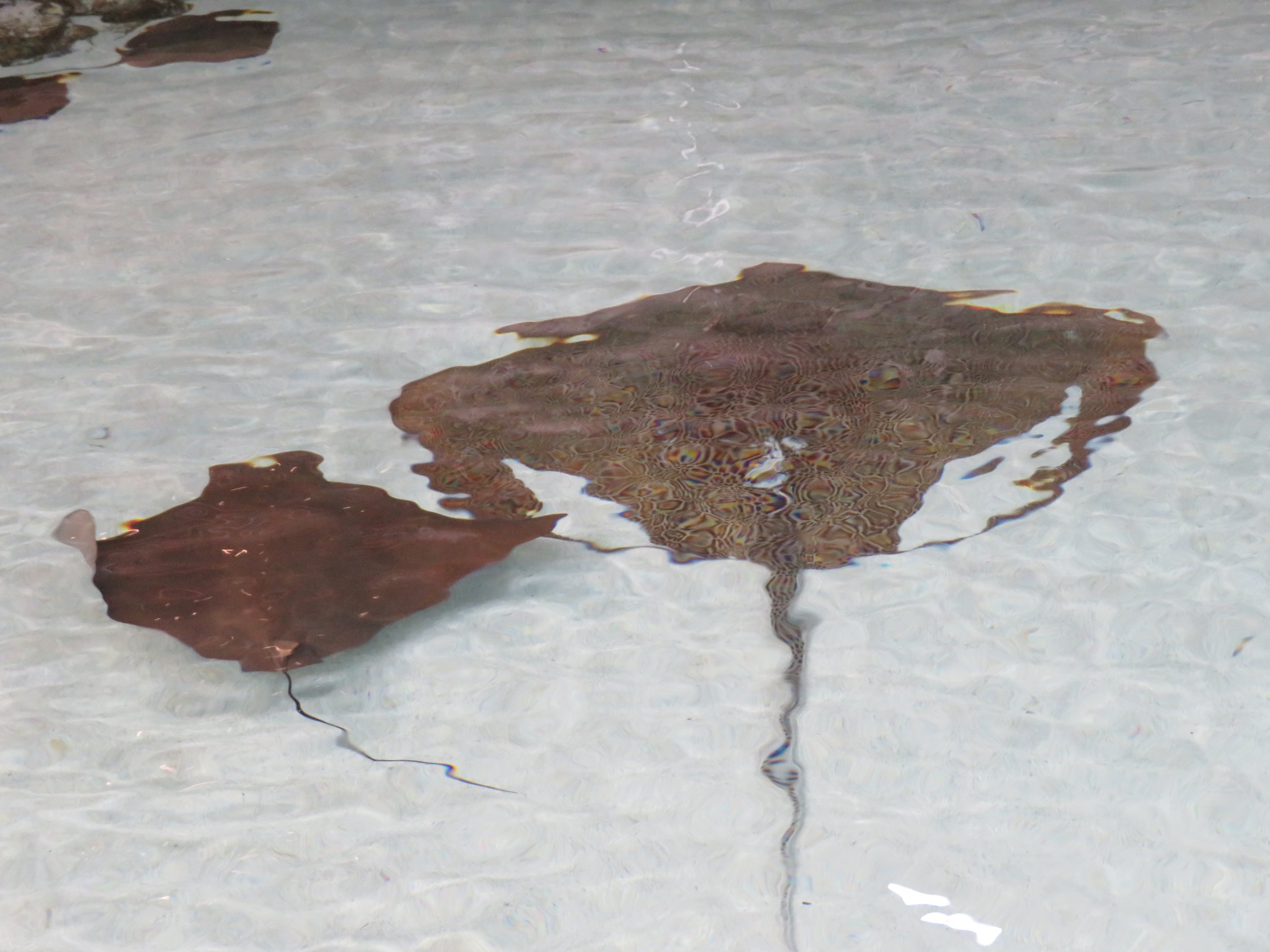 Flapnose Ray and Honeycomb Stingray