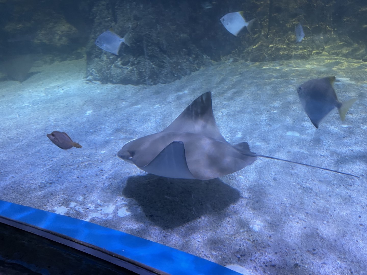 flapnose ray (rhinoptera javanica) (1)