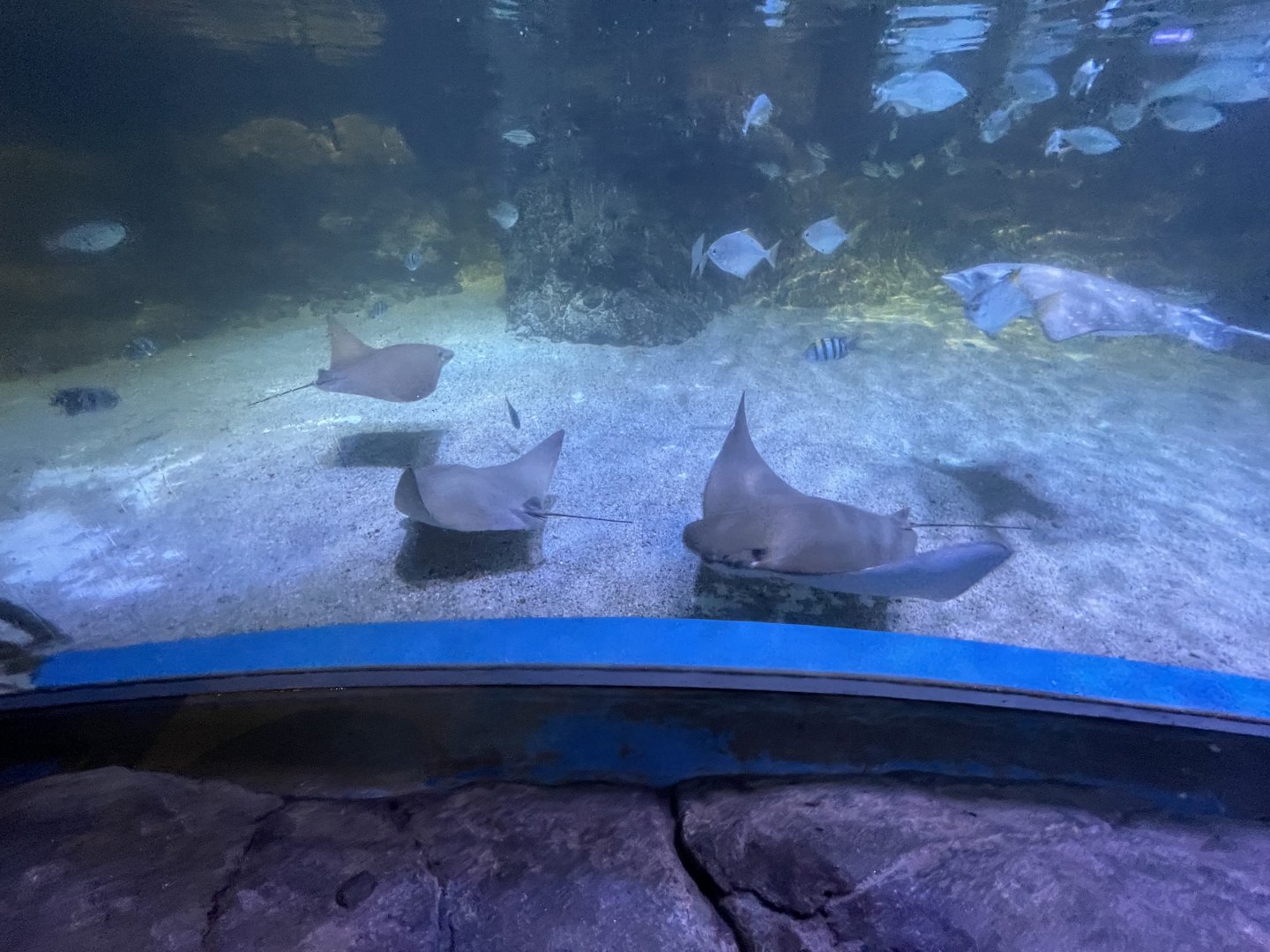 flapnose ray (rhinoptera javanica) (2)