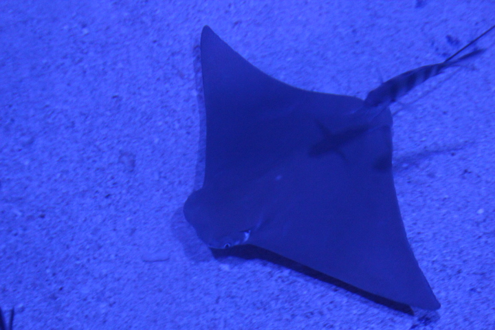 Flapnose ray (Rhinoptera javanica) - BXSea