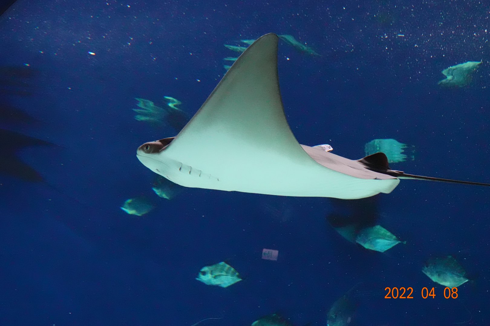 Flapnose Ray (Rhinoptera javanica)-Xpark
