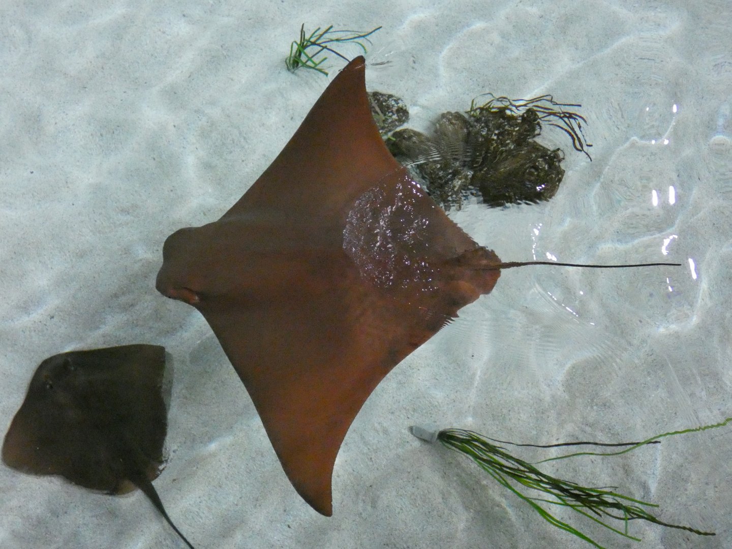 Flapnose ray