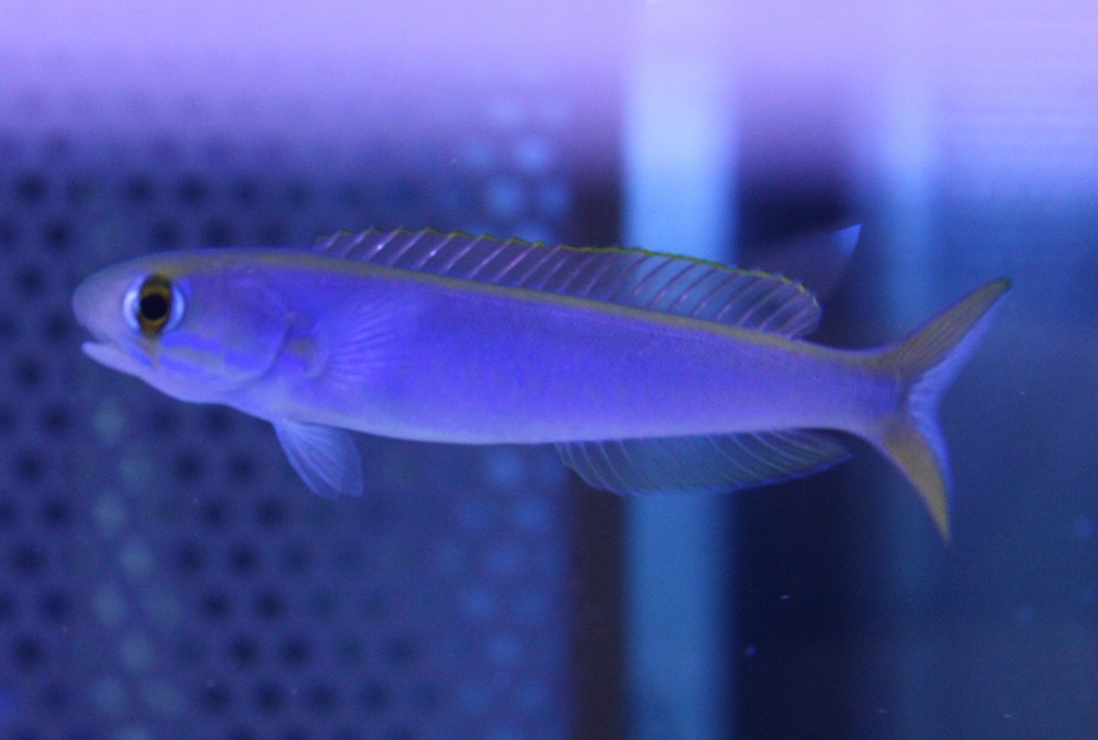 Flashing tilefish - Hoplolatilus chlupatyi