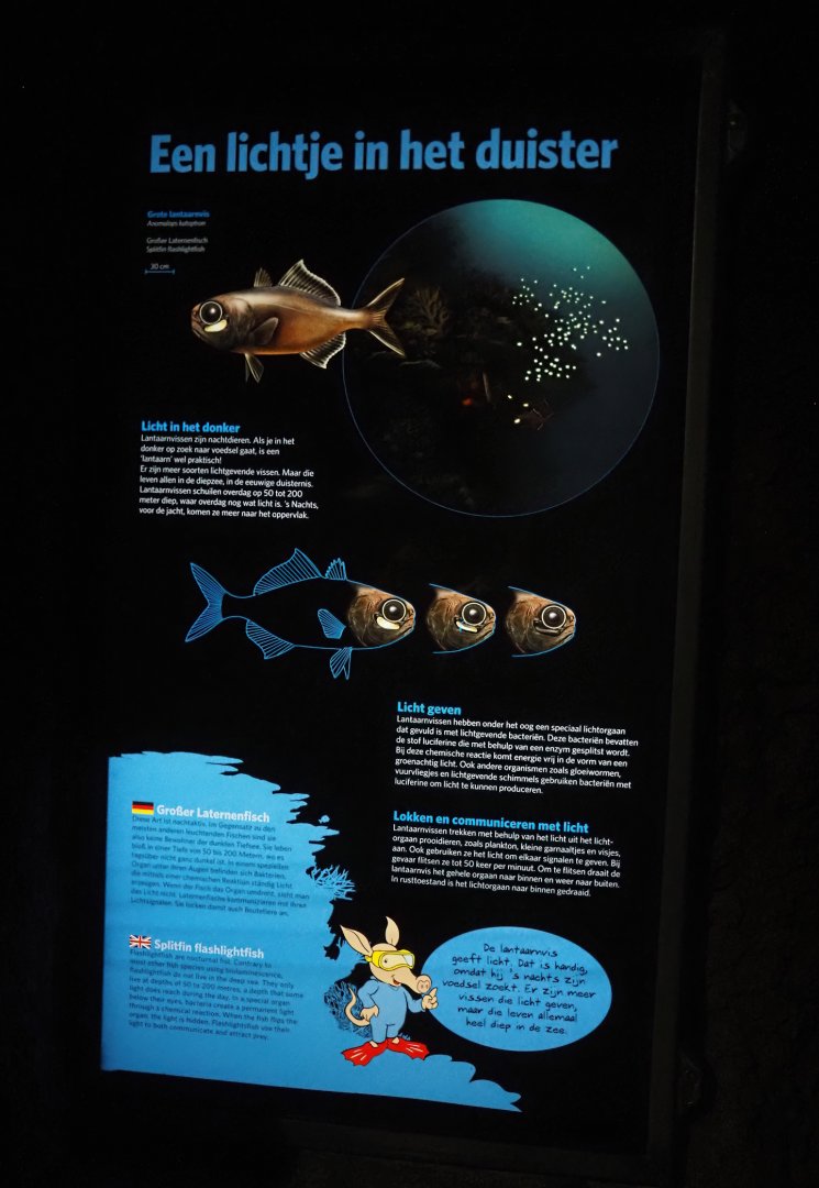 Flashlight fish signage, 2025-05-17