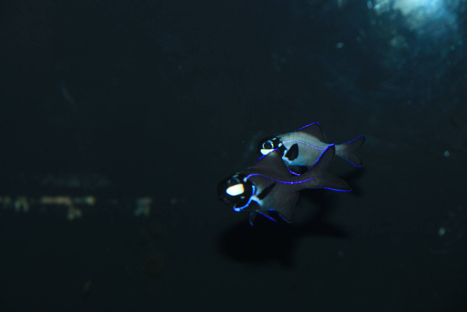 Flashlight Fish