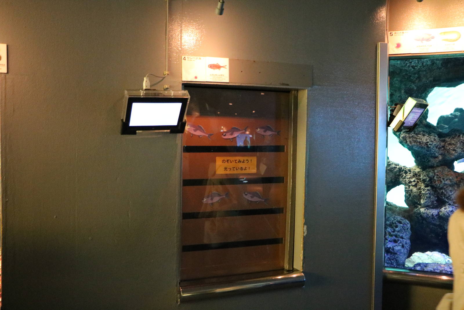 Flashlightfish tank - Tokyo Sea Life Park, February 2016